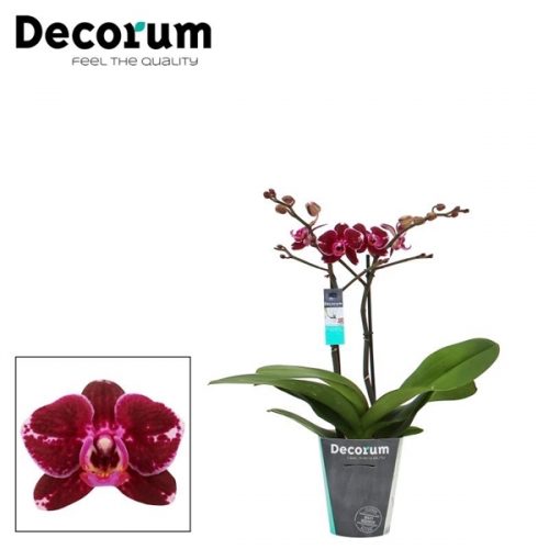 Phalaenopsis multiflora broken heart		-	4	-	Adet