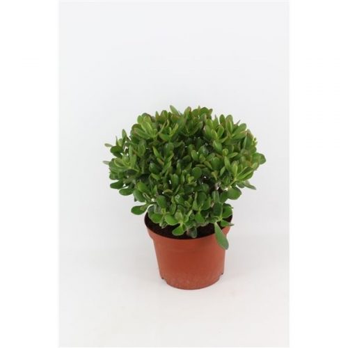 Crassula sunset