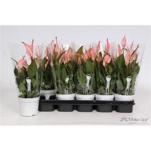 Spathiphyllum bellini make-upz rood