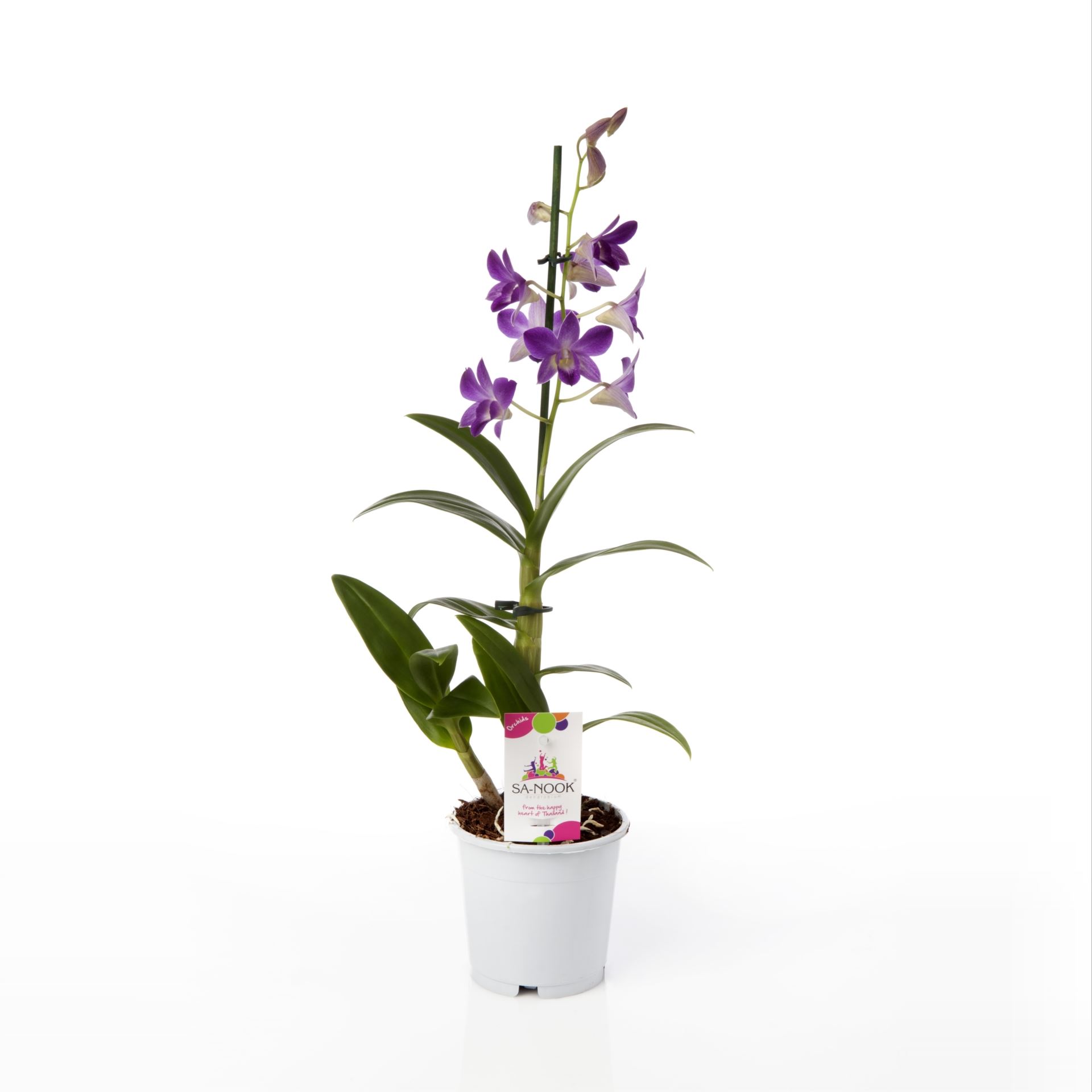 Dendrobium sa-nook blue happiness 1 Dendrobium sa-nook blue happiness