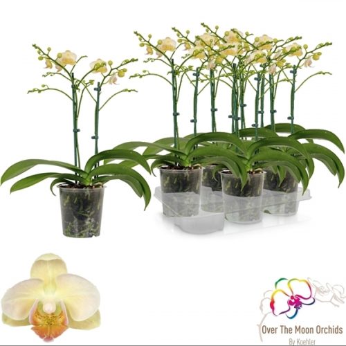 Phalaenopsis multiflora little snow