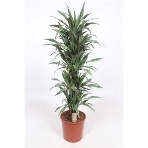 Dracaena fragr. der. warneckei