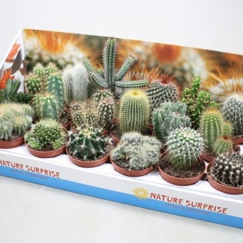 Cactus mix