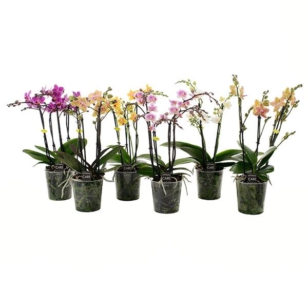 Phalaenopsis multiflora mix 1 Phalaenopsis multiflora mix