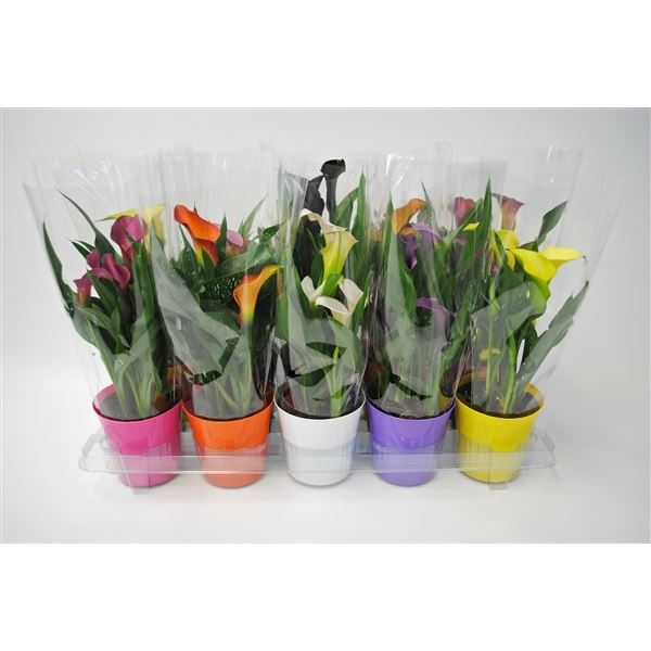 Zantedeschia mix zd10gemtst 1 Zantedeschia mix zd10gemtst