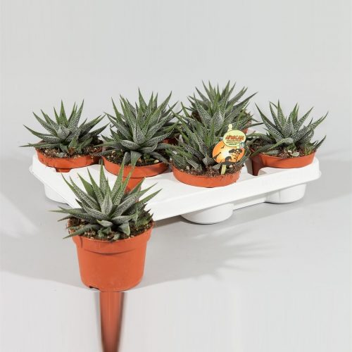 Haworthia fasciata concolor