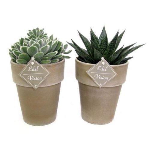 Succulenten mix ev814