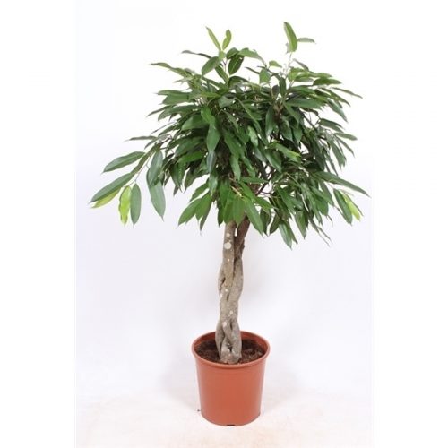 Ficus binnendijkii amstel king