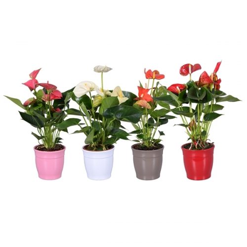 Anthurium andr. mix www026-51350