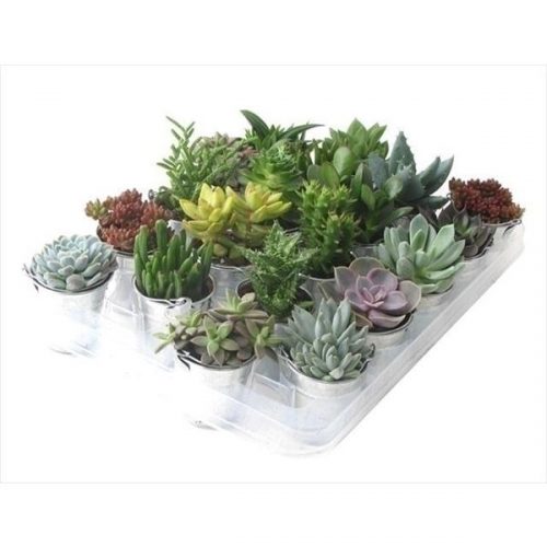Succulenten mix zinks505