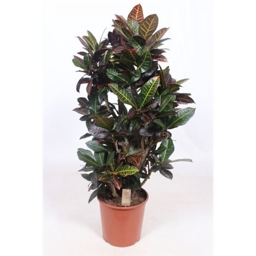 Codiaeum variegatum petra
