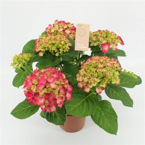 Hydrangea macr. hot red