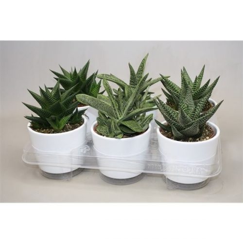 Aloe mix 03540000cco