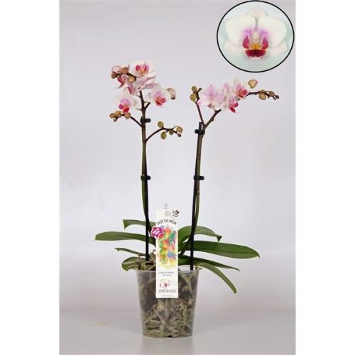 Phalaenopsis multiflora red lip