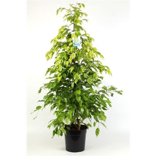 Ficus benjamina reginald