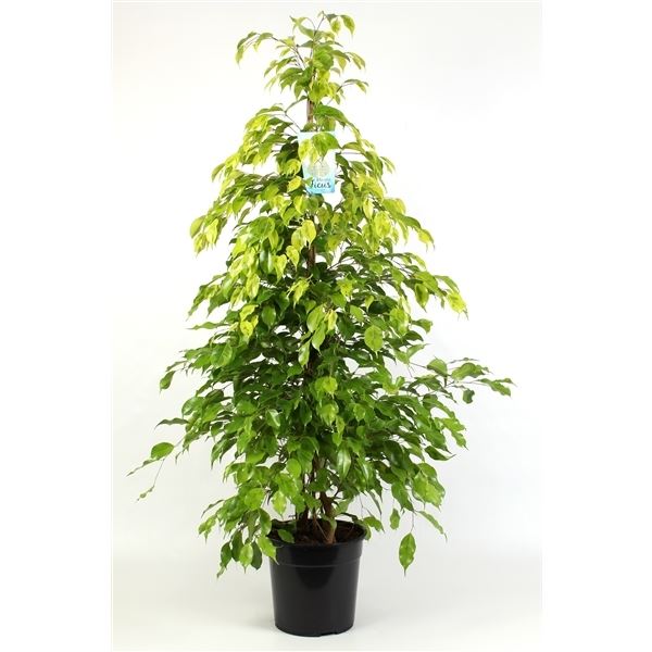 Ficus benjamina reginald