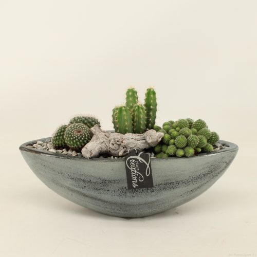 Ctcr-2017 cactus en succelent creatie	-	2	-	Adet