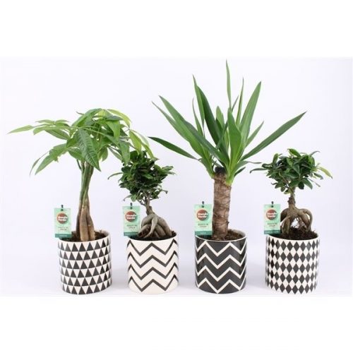 Kamerplanten jungle mix