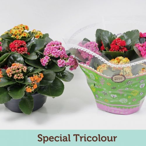 Kalanchoe rosalina tricolor special