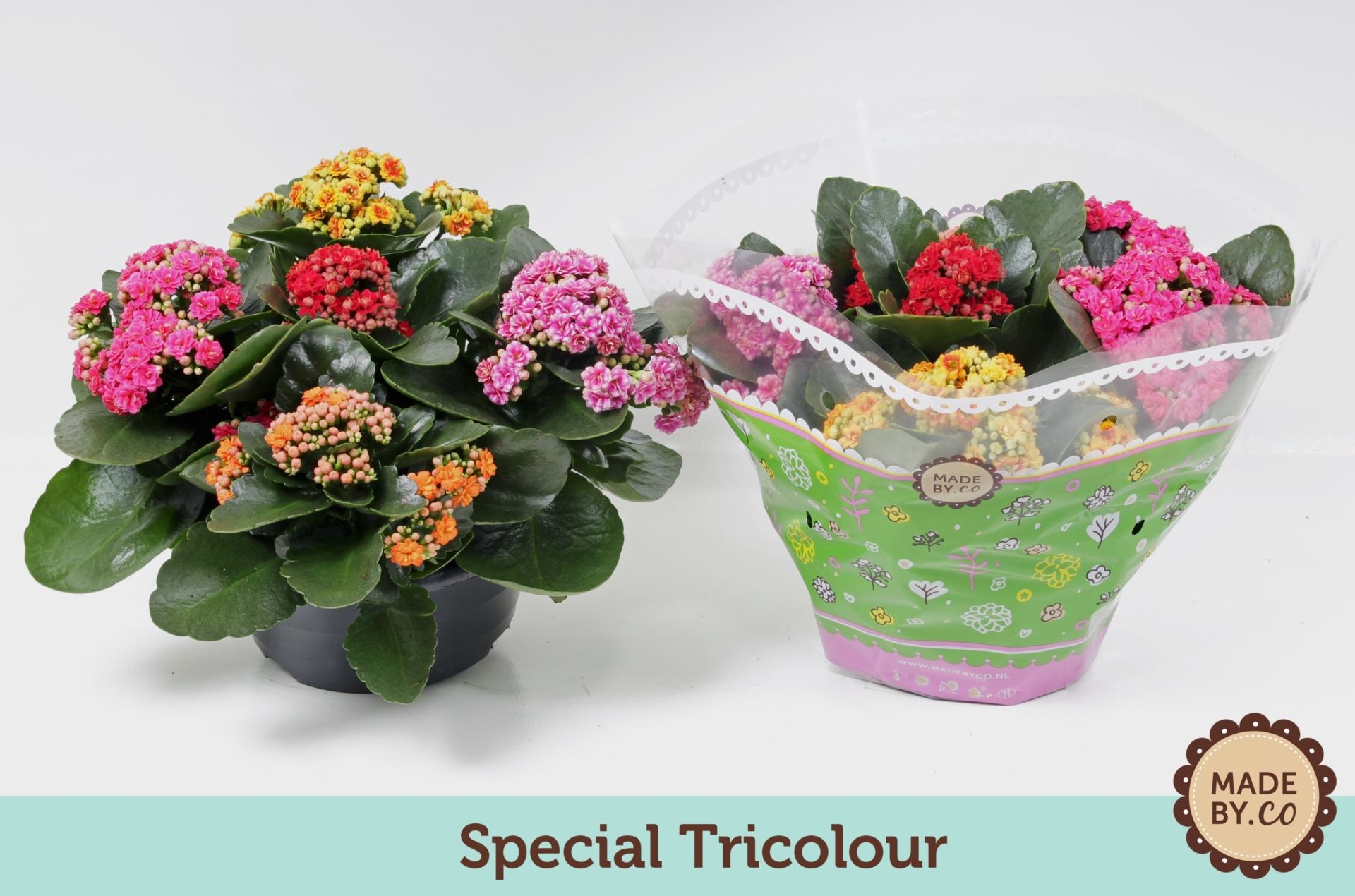 Kalanchoe rosalina tricolor special 1 Kalanchoe rosalina tricolor special