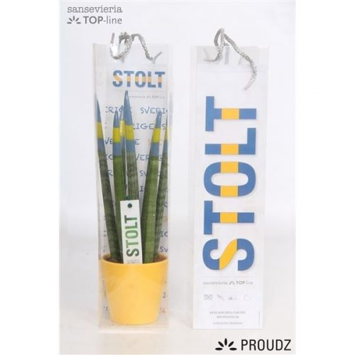Sansevieria cilindrica proudz zweden