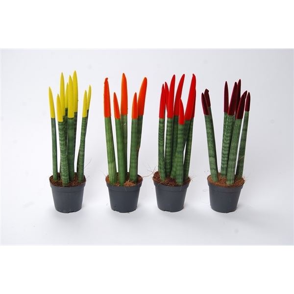 Sansevieria cylindrica spaghetti velvet