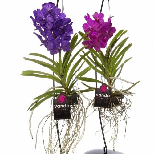 Vanda mix 027