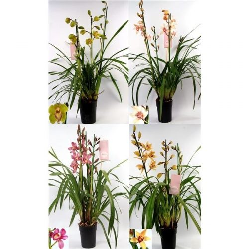Cymbidium mix italie