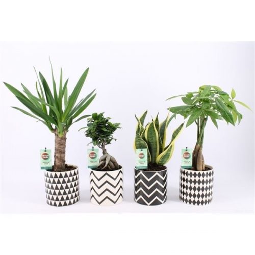 Kamerplanten amazone mix