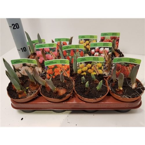 Tulipa mix