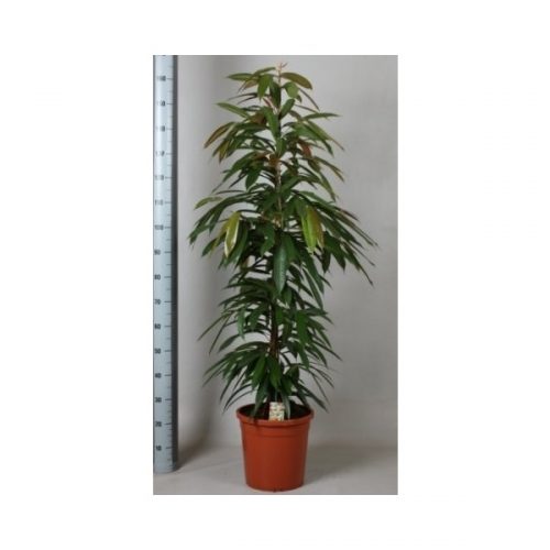 Ficus binnendijkii amstel king