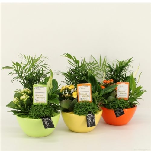 Fgcr-2005 voorjaarscreaties	-	3	-	Adet