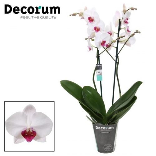 Phalaenopsis passion new	phal. passion new - 2 spike 12cm	-	4	-	Adet