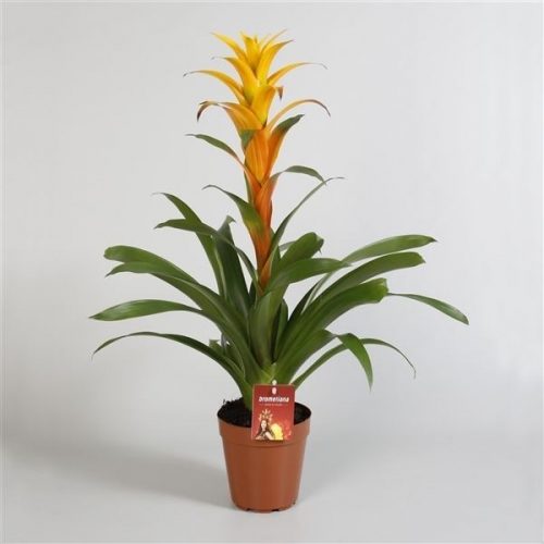 Guzmania sunny time xl