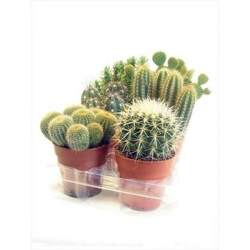 Cactus mix cedel6