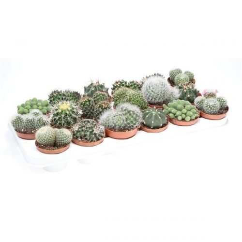 Cactus bol mix ca8006