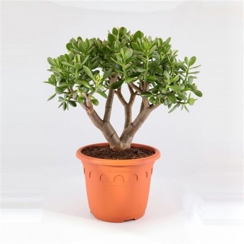 Crassula ovata hummels sunset