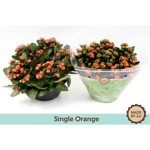 Kalanchoe oranje calanday