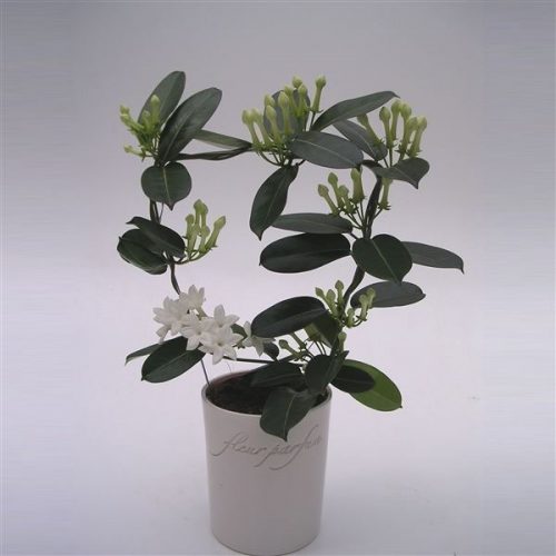 Stephanotis floribunda fleur parfum