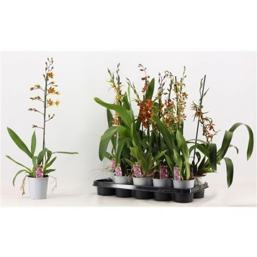 Cambria mix klokslag