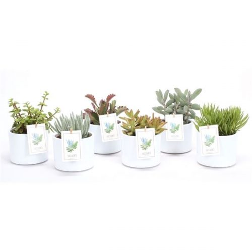 Pr27) succulenten mix in witte cili