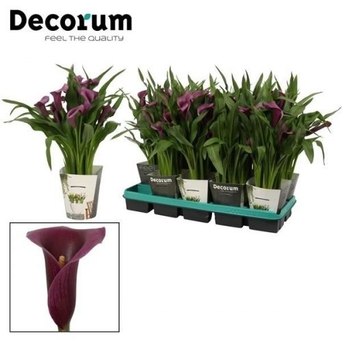 Zantedeschia paco	 met potcover	-	6	-	Adet