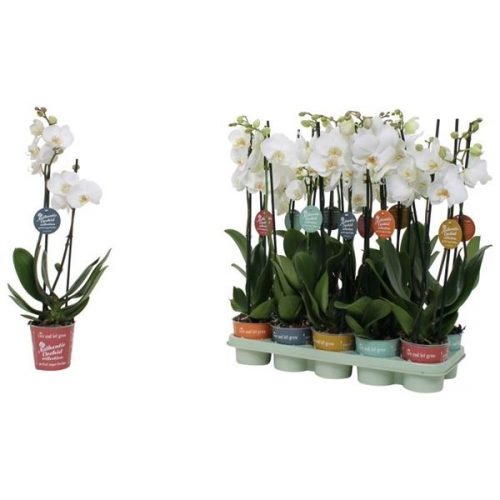 Phalaenopsis wit authentic