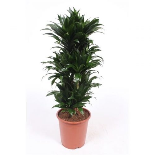 Dracaena fragr. compacta