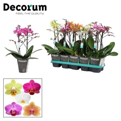 Phalaenopsis multiflora mix		-	4	-	Adet