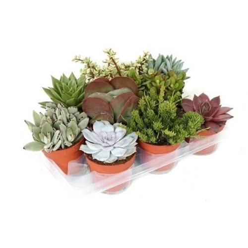 Succulenten mix speciaal suc510s