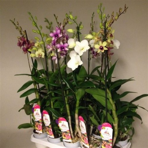 Dendrobium sa-nook mix lang