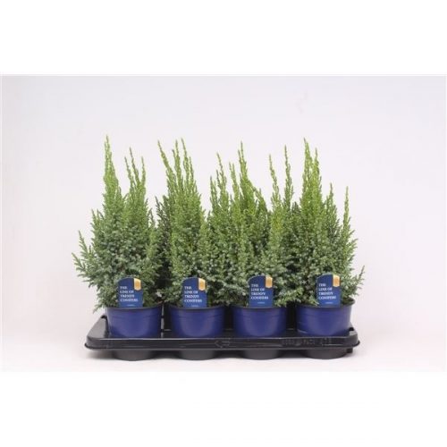 Juniperus pingii loderi