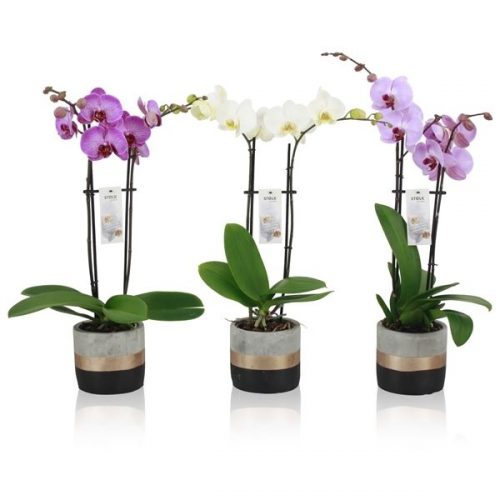 Phalaenopsis overig
