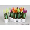 Sansevieria cylindrica spaghetti velvet svt11mk013 2 Sansevieria cylindrica spaghetti velvet svt11mk013 1